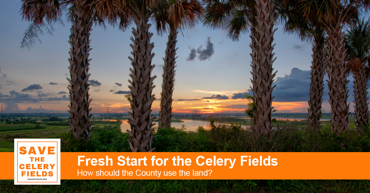Fresh Start for the Celery Fields